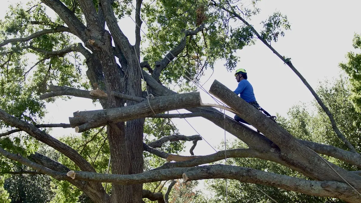 Professional Crown Thinning performed by certified arborists in Adona