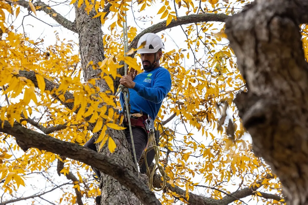 Skilled Emergency Tree Service crew working in Adona