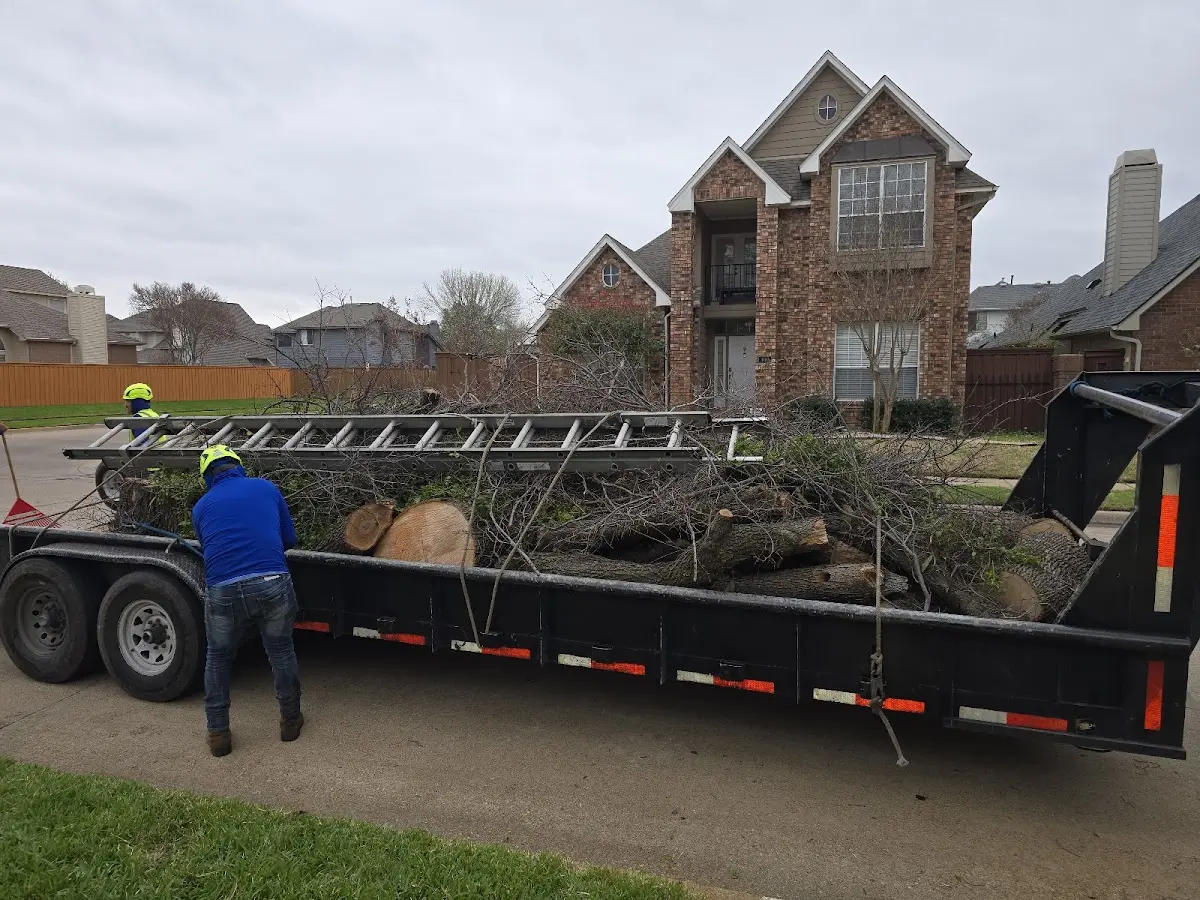 Expert Tree Fertilization with proper safety equipment in Adona